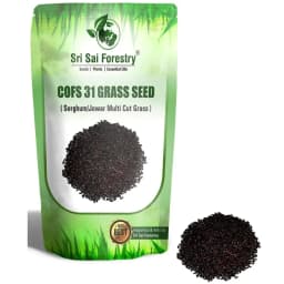 Sri Sai Forestry COFS 31 Grass Seeds For Goat And Cow, Multi Cut Fodder Seed 4