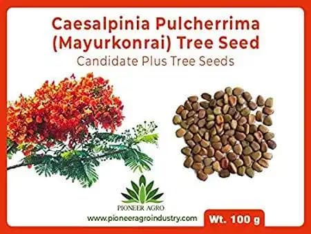 Caesalpinia Pulchearima (Mayurkonrai) Tree Seed, Spices Of Flowering Plant.