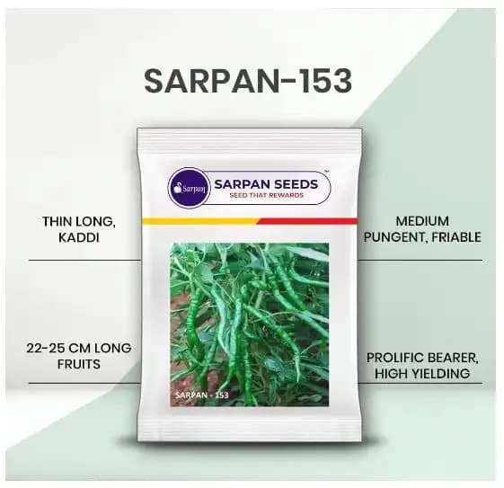 Sarpan - 153 Chilli Seeds, Green Glossy Fruits, Hot Spicy, Highly Tolerant - Image 2