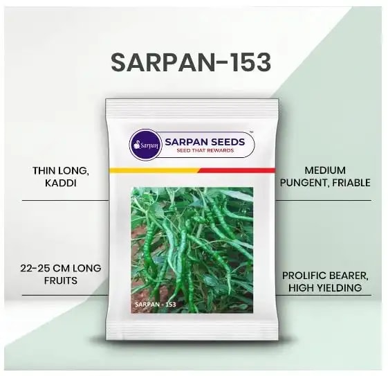 Sarpan - 153 Chilli Seeds, Green Glossy Fruits, Hot Spicy, Highly Tolerant