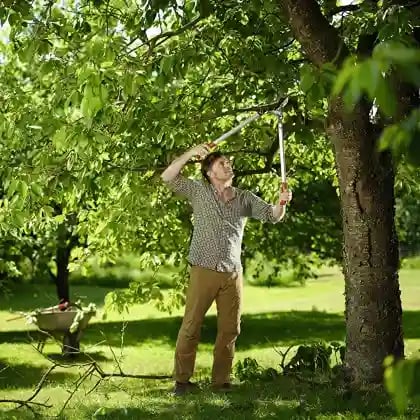 Wolf Garten Power Cut Aluminium Anvil Lopper Two Different Cutting Modes (RS 800), Cutting Diameter 50 mm