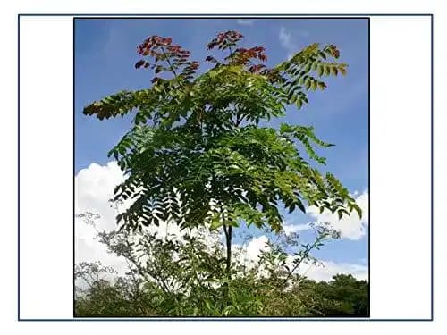 RK Seeds - Acrocarpus fraxinifolius, Pink Cedar Tree Seeds. one of the largest and fast growing timber trees in India. - Image 2