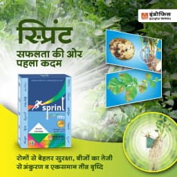 इंडोफिल स्प्रिंट कार्बेन्डाजिम 25% + मैन्कोजेब 50% डब्ल्यूएस, व्यापक स्पेक्ट्रम संपर्क और प्रणालीगत कवकनाशी। 7