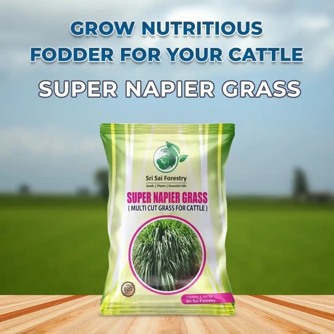 SRI SAI FORESTRY Super Napier Grass Seeds for Cattle, Multi Cut Grass Seed for Animal Fodder - Image 2