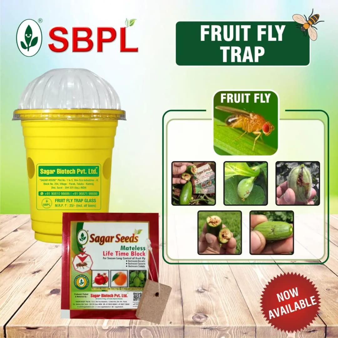 Sagar Fruit Fly Trap Glass, Bactocera Cucurbitae Lure, Effective Melon & Fruit Fly Control - Image 2