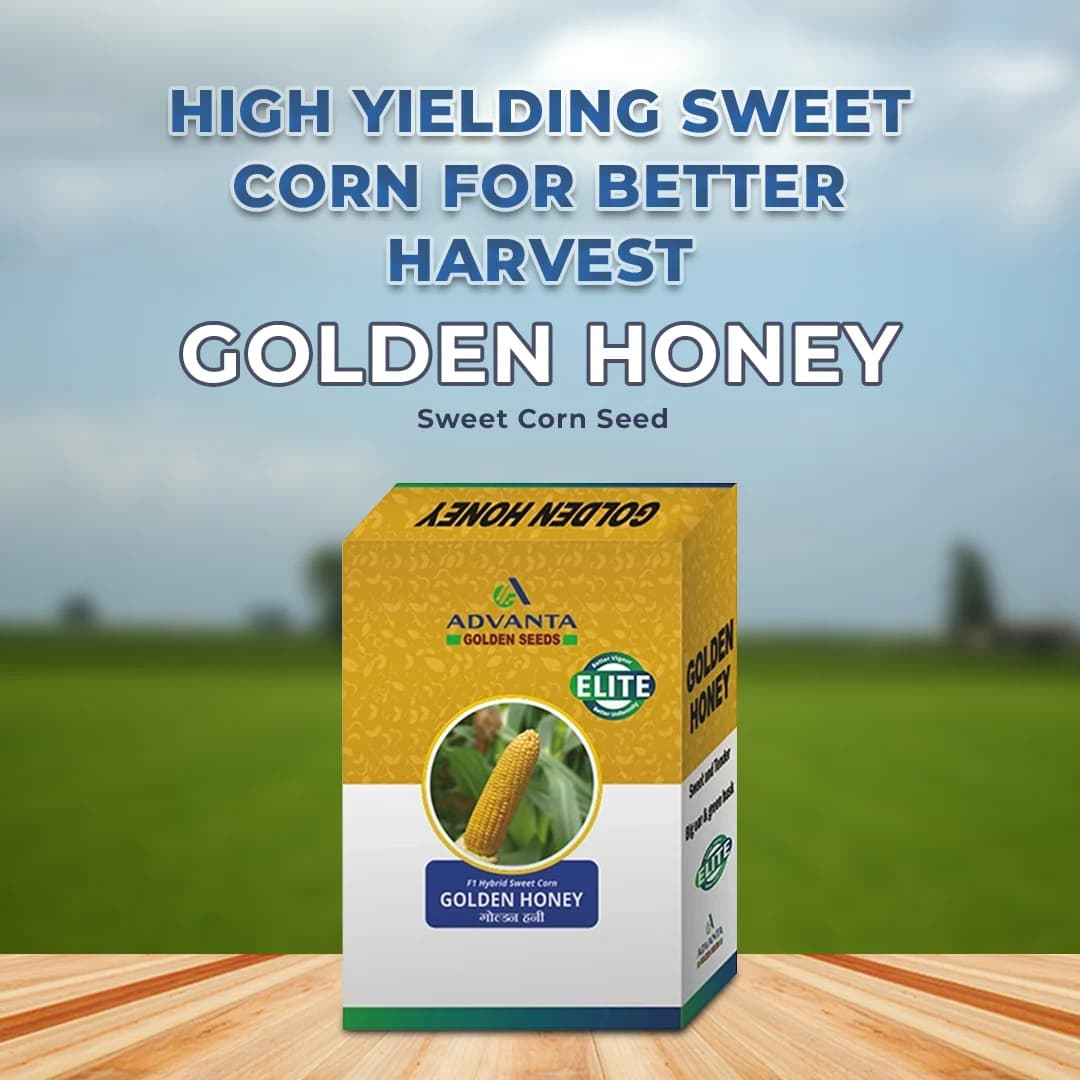 Advanta F1 Hybrid Golden Honey Sweet Corn Seed, Sugary-Enhanced Hybrid With Tender, Flavorful And Sweet Kernels - Image 2