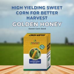 Advanta F1 Hybrid Golden Honey Sweet Corn Seed, Sugary-Enhanced Hybrid With Tender, Flavorful And Sweet Kernels 2