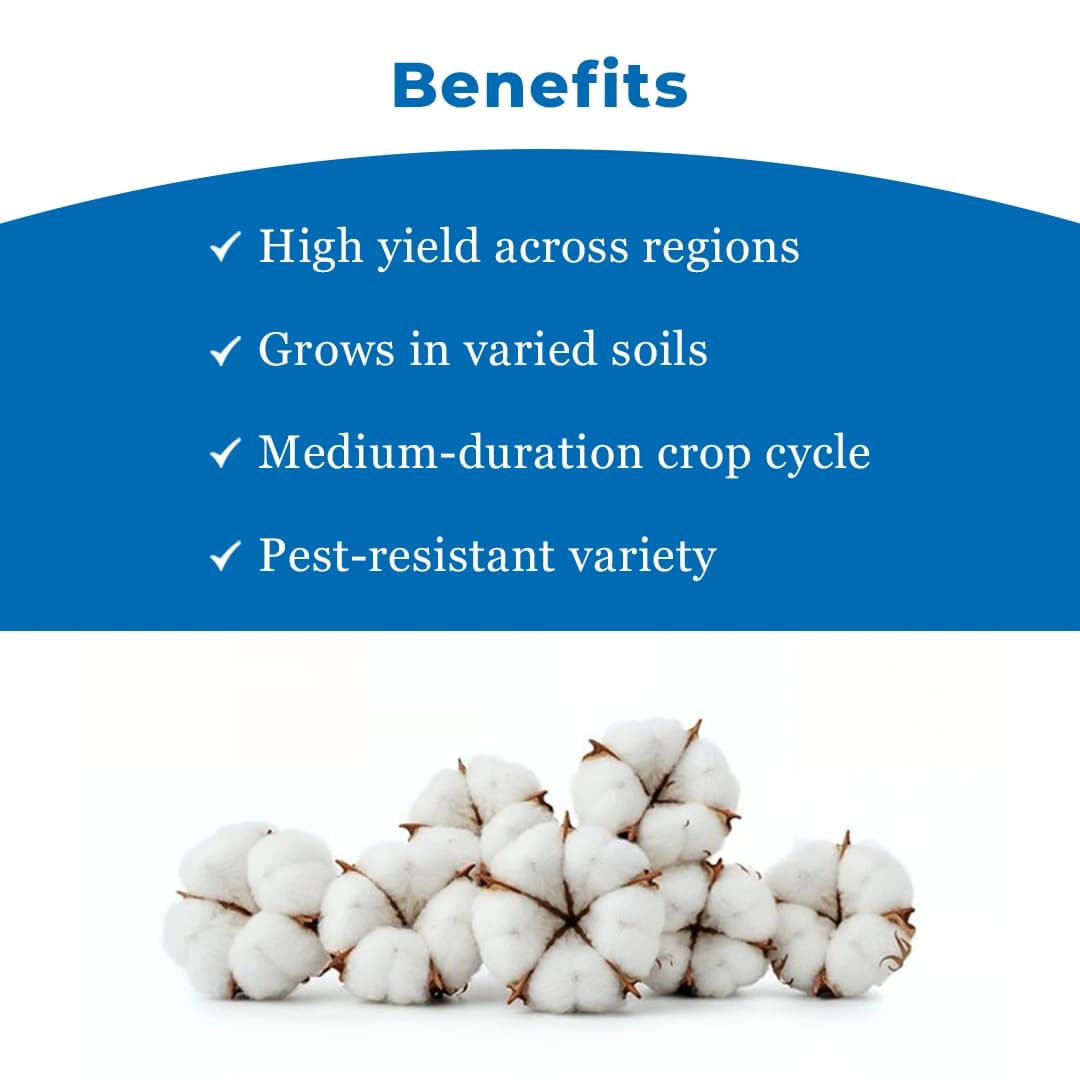 Goldi-333 BGll Hybrid Cotton Seeds (475 Gm) Bollgard ll Technology, Kapas Ke Beej - Image 4