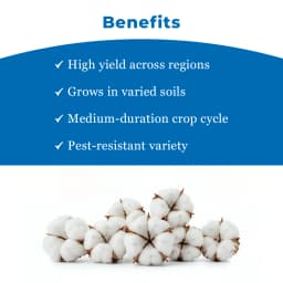 Goldi-333 BGll Hybrid Cotton Seeds (475 Gm) Bollgard ll Technology, Kapas Ke Beej 4