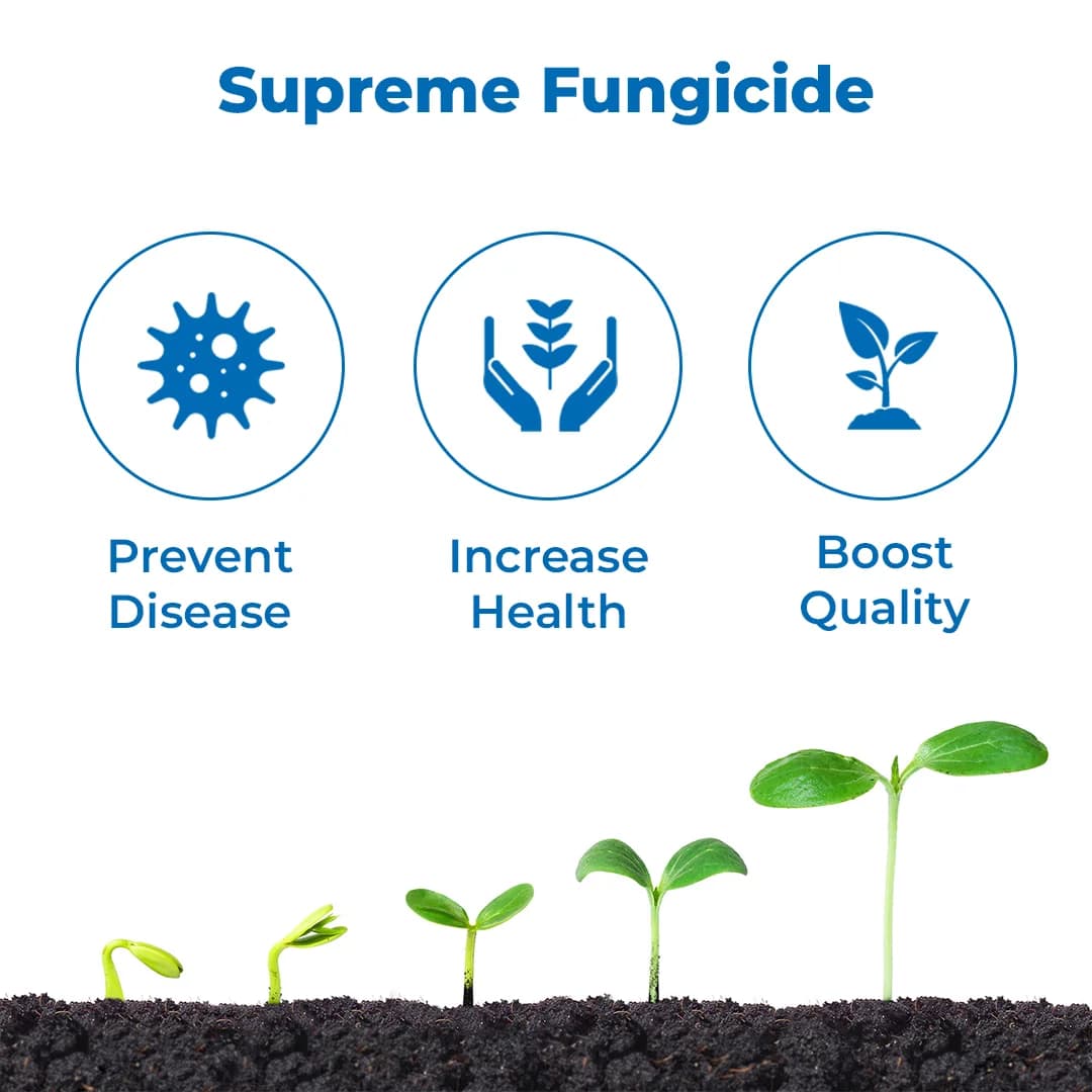 FMC Cilpyrox Thifluzamide 24% SC Systemic Fungicide, Recommended for Sheath Blight in Rice and Black Scruf Disease in Potato - Image 3