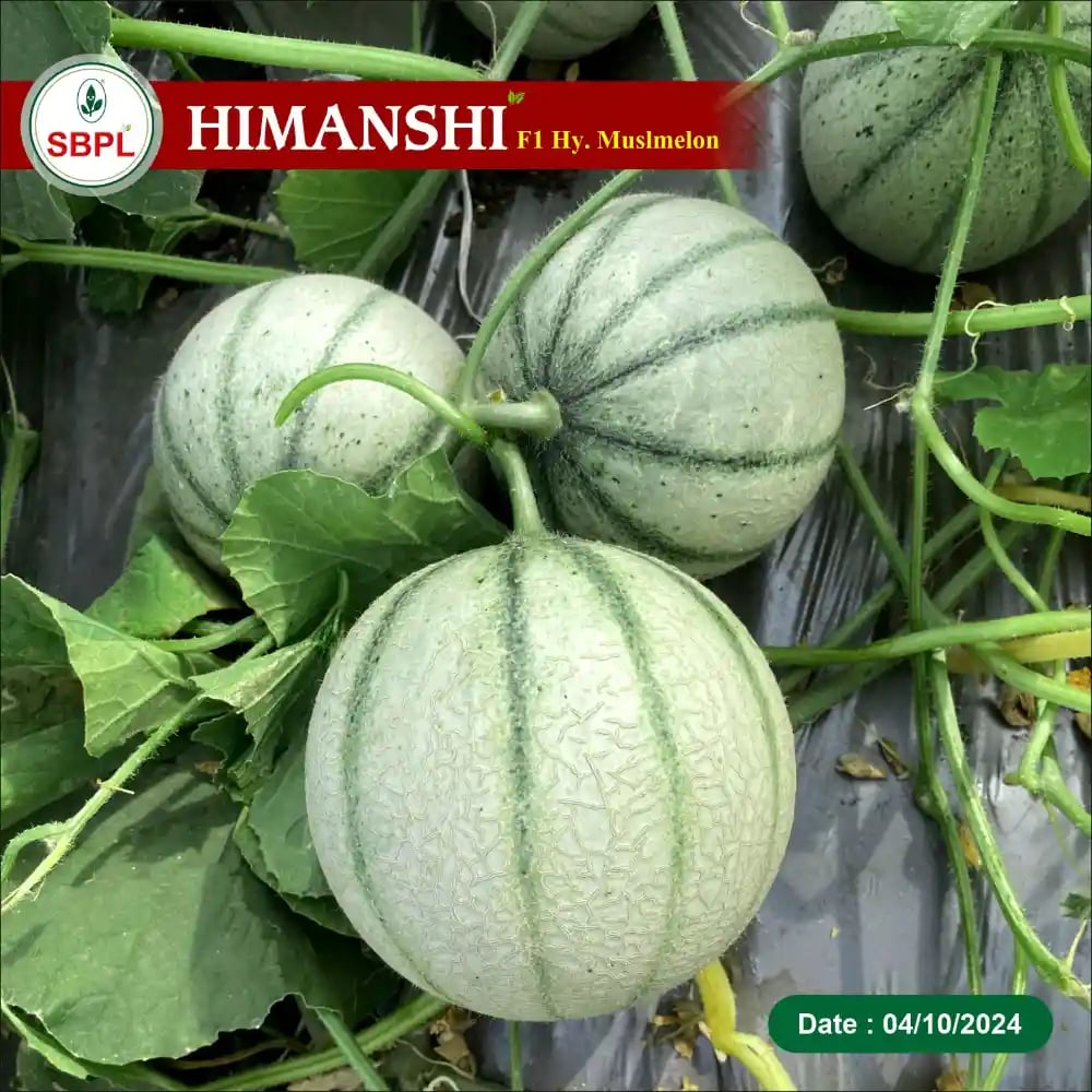 Sagar Himanshi Muskmelon Seeds - (Kharbuja Seeds) Early Maturity, Deep Orange and Round with Stripes