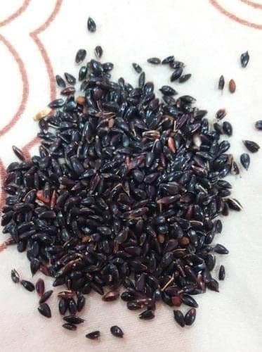 SRI SAI FORESTRY Super Napier Grass Seeds for Cattle, Multi Cut Grass Seed for Animal Fodder - Image 9