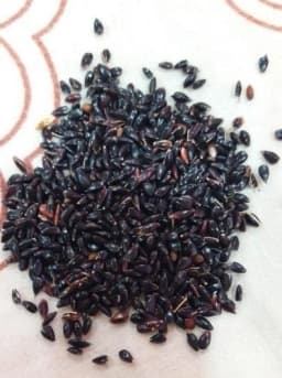 SRI SAI FORESTRY Super Napier Grass Seeds for Cattle, Multi Cut Grass Seed for Animal Fodder 9