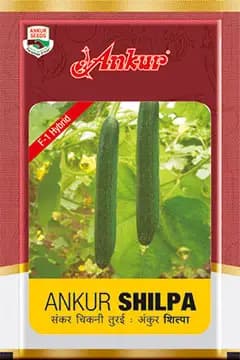 Ankur F1 Hybrid Sponge Gourd Seeds Shilpa , Fruits are Smooth Dark Green