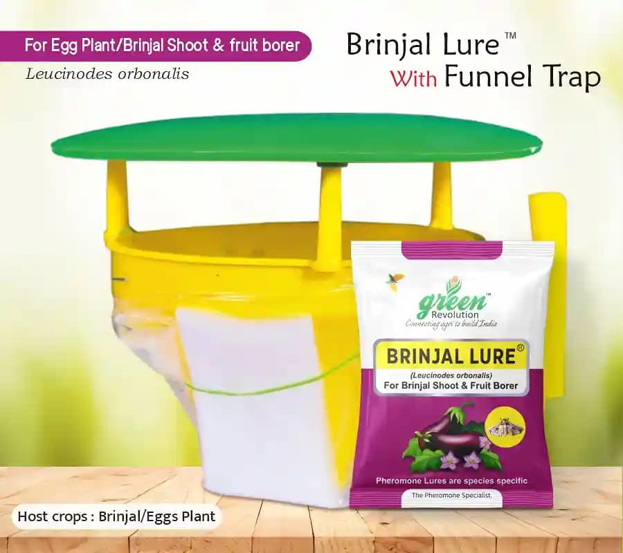 Funnel Pheromone Trap with Brinjal Lucin-O-Lure for (Leucinodes Orbonalis) Brinjal Fruit and Shoot Borer Insect.