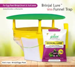 Funnel Pheromone Trap with Brinjal Lucin-O-Lure for (Leucinodes Orbonalis) Brinjal Fruit and Shoot Borer Insect. 1