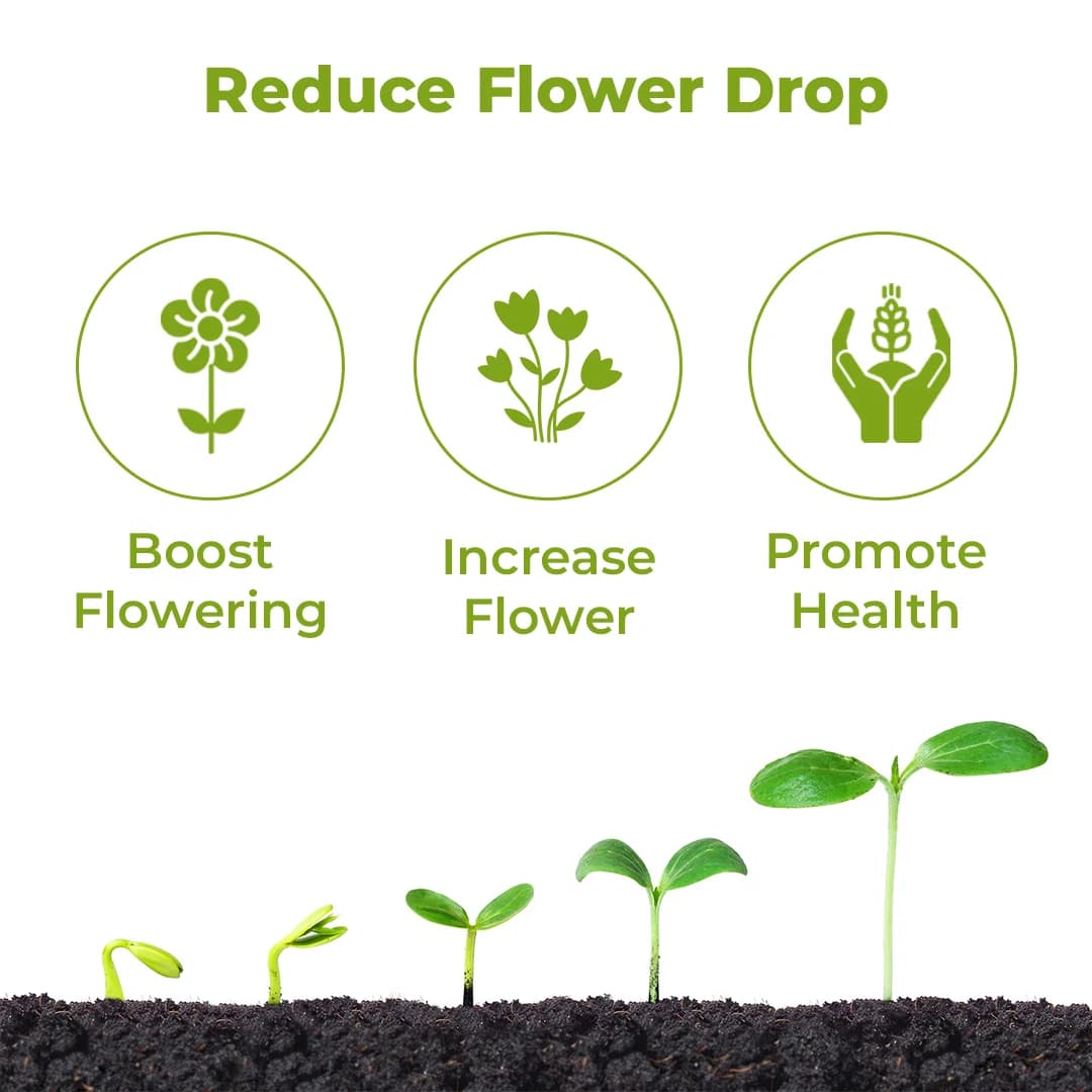 एचपीएम सुपर सोनाटा (प्लांट ग्रोथ रेगुलेटर) पुष्पन को बढ़ावा देता है और पुष्पों का गिरना कम करता है, फल और अनाज की गुणवत्ता में सुधार करता है - Image 3