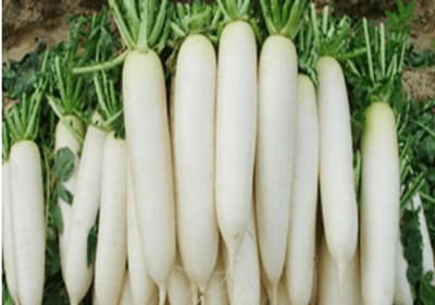 Iris Hybrid Radish Seeds, Muli Seeds, Muda Na Bee, Vegetable Seeds For All Seasons (15 Seeds)