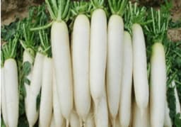 Iris Hybrid Radish Seeds, Muli Seeds, Muda Na Bee, Vegetable Seeds For All Seasons (15 Seeds) 1