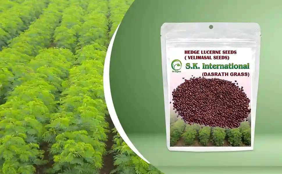 SK International Hedge Lucerne Seeds (Velimasal, Dasrath Grass Seeds) For Cattle Fodder - Image 4