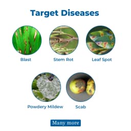 Crystal Bavistin Carbendazim 50% WP Systemic Fungicide Crop Protection Best Use. 3