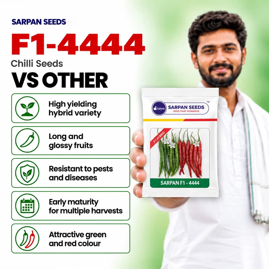 Sarpan Hybrid 4444 Chilli Seeds, Highly Pungent and Dark Green Glossy Fruits. - Image 2