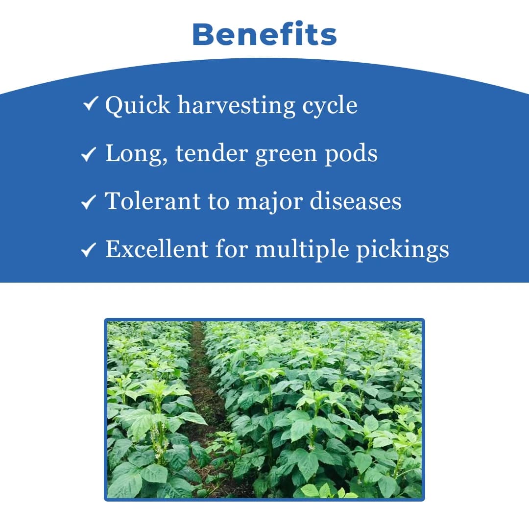 Sarpan Cluster Beans - 201 Seeds, Dark Green Color With Best Germination, For Kharif and Summer - Image 4