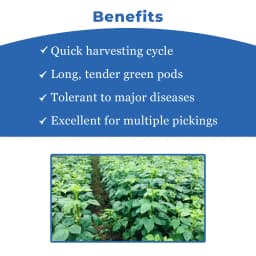 Sarpan Cluster Beans - 201 Seeds, Dark Green Color With Best Germination, For Kharif and Summer 4