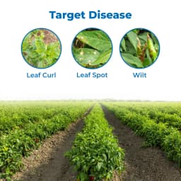 Geolife No-Virus Chilli Special, Liquid Fermented Organic Manure, Vriksha Ayurveda Inspired, Organic Fertilizer for Chilli, Improves Immunity & Yield, 6