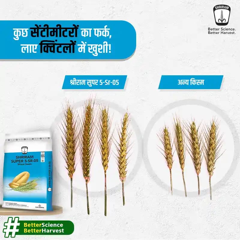 DCM Shriram SUPER 5-SR-05 Wheat Seeds - Image 4