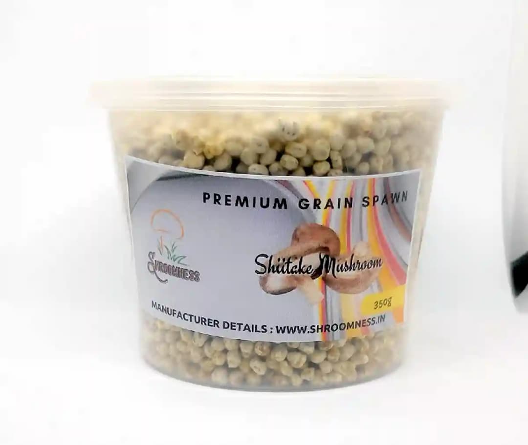 शिटाके मशरूम स्पॉन बीज, शिटाके में पाए जाने वाले यौगिक कैंसर से लड़ने, इम्यूनिटी को बढ़ाने और हृदय स्वास्थ्य को समर्थन देने में मदद कर सकते हैं। - Image 3