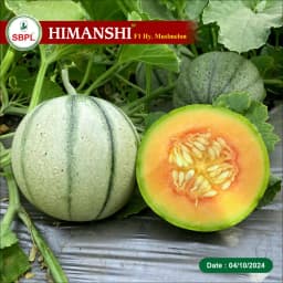 Sagar HIMANSHI F1 Hybrid Muskmelon Seeds, Early Maturity, Deep Orange and Round with Stripes 4