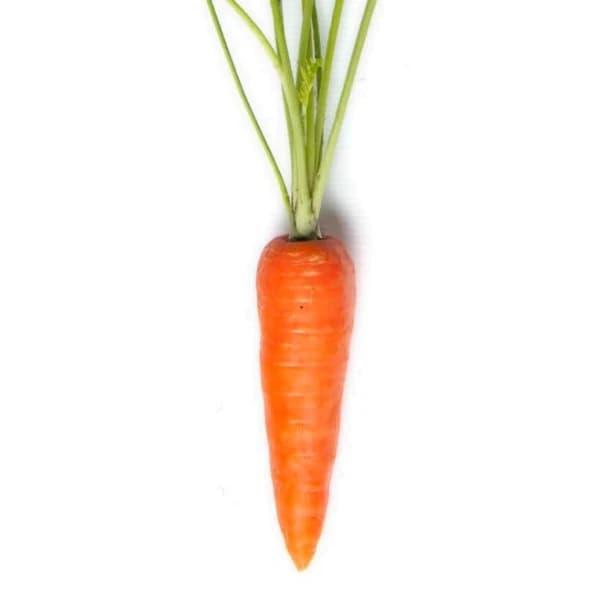 Sagar KURODA F1 Hybrid Carrot Seeds, High Yield, Orange Roots, Suitable For Rabi Season - Image 4
