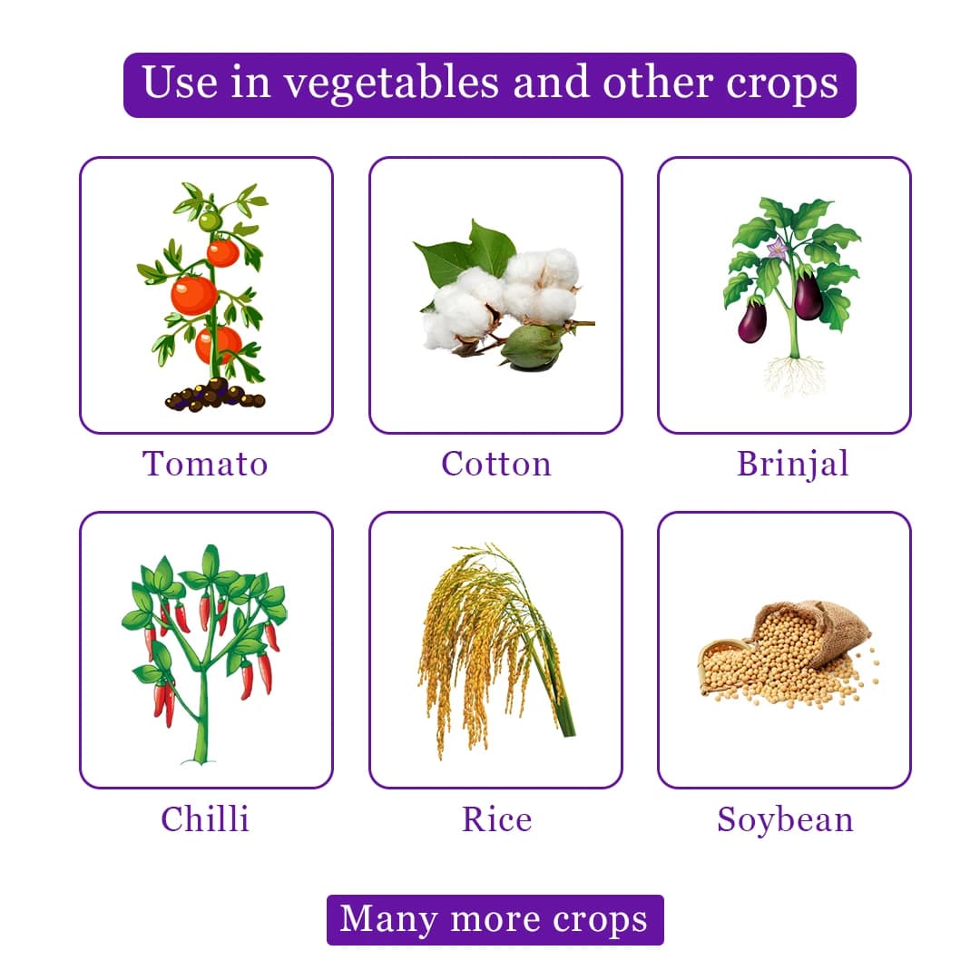 Exylon Exyprole Chlorantraniliprole 18.50% SC Insecticide, Effective Control Borer In Crops - Image 4