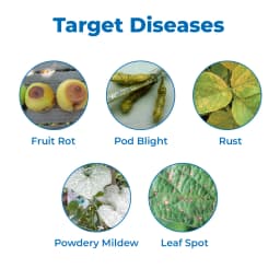 Excel Sumitomo Swadheen Tebuconazole 10% + Sulphur 65% WDG, Efficient And Cost Effective Solution For Fungal Disease 3