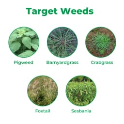 IIL Selector Imazethapyr 10% SL Herbicide , For Groundnut And Soybean Crops 3