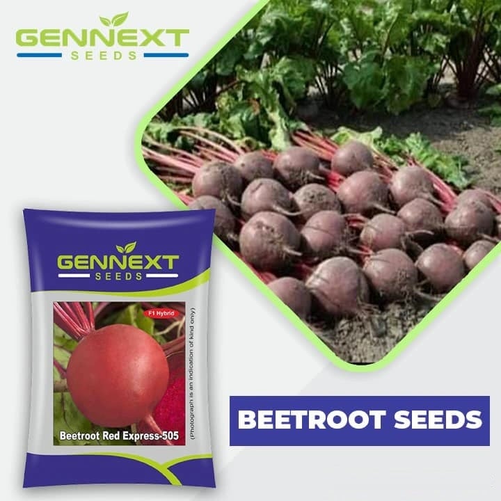Gennext Beetroot Red Express-505 Seeds - Chukandar Seeds