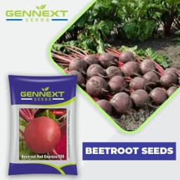 Gennext Red Express F1 Hybrid Beetroot Seed, Fast Growing, Early Maturing Variety 2