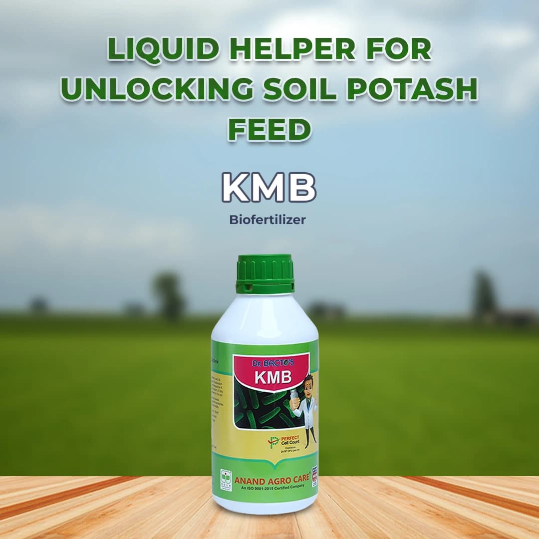Dr. Bacto\'s KMB, Potash Mobilizing Bacteria, Improves resistance of crop against disease - Image 2