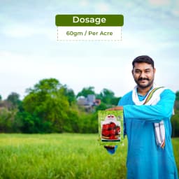 ईस्ट वेस्ट एफ1 संकर रानी टमाटर के बीज, निश्चित और अर्ध-फैलने वाली पौध, सपाट चौकोर गोल, दृढ़ फल। 5