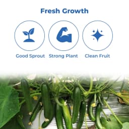 Sagar Shravani F1 Cucumber Seeds, High Yielding, Summer And Kharif Green Fruit 3