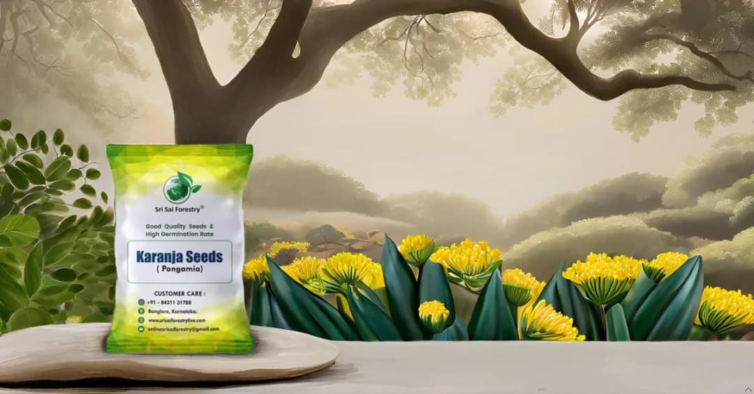 SRI SAI FORESTRY Karanja (Millettia Pinnata) Indian Beach Tree, Pongamia Pinnata, Pongame oil tree, Liquid Fuel Tree Seeds - Image 4