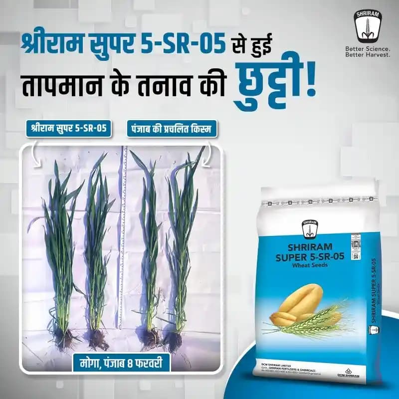 DCM Shriram SUPER 5-SR-05 Wheat Seeds - Image 3