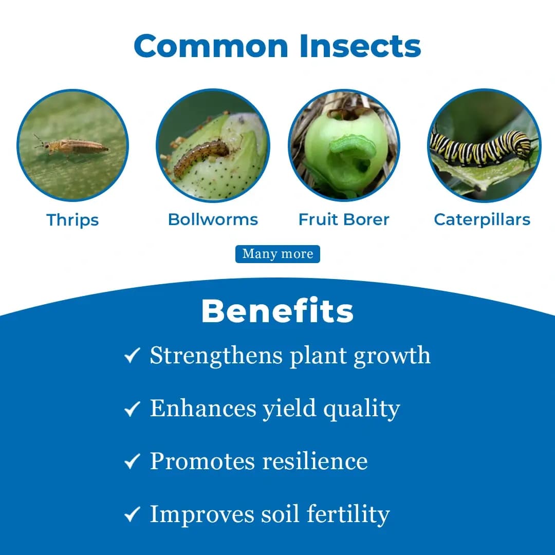 Bacf Evoke Insecticide - Image 3