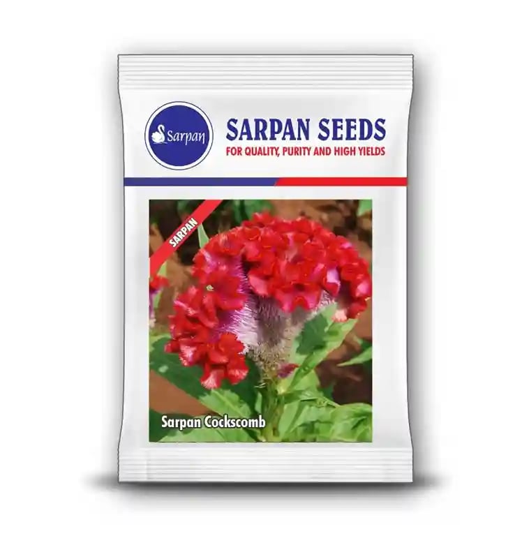Sarpan Cockscomb, Lalmurga, Haloei, Kozhi Poo, Celosia Argentea, For Indoor and Outdoor Garden