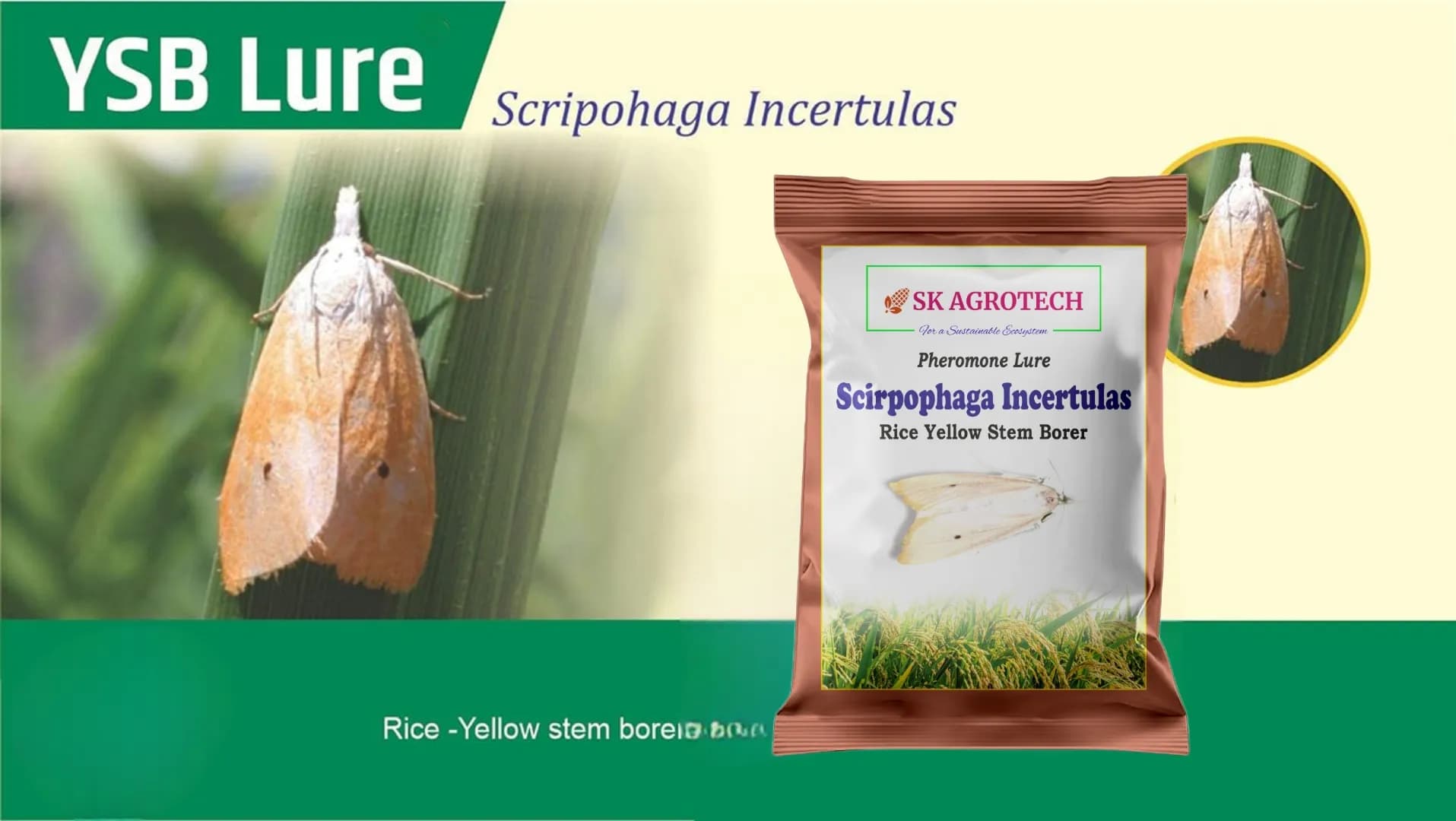 SK Agrotech Scirpophaga Incertulas (Rice Yellow Stem Borer) Pheromone Trap With Lure - Effective Control For Rice Yellow Stem Borer - Image 4