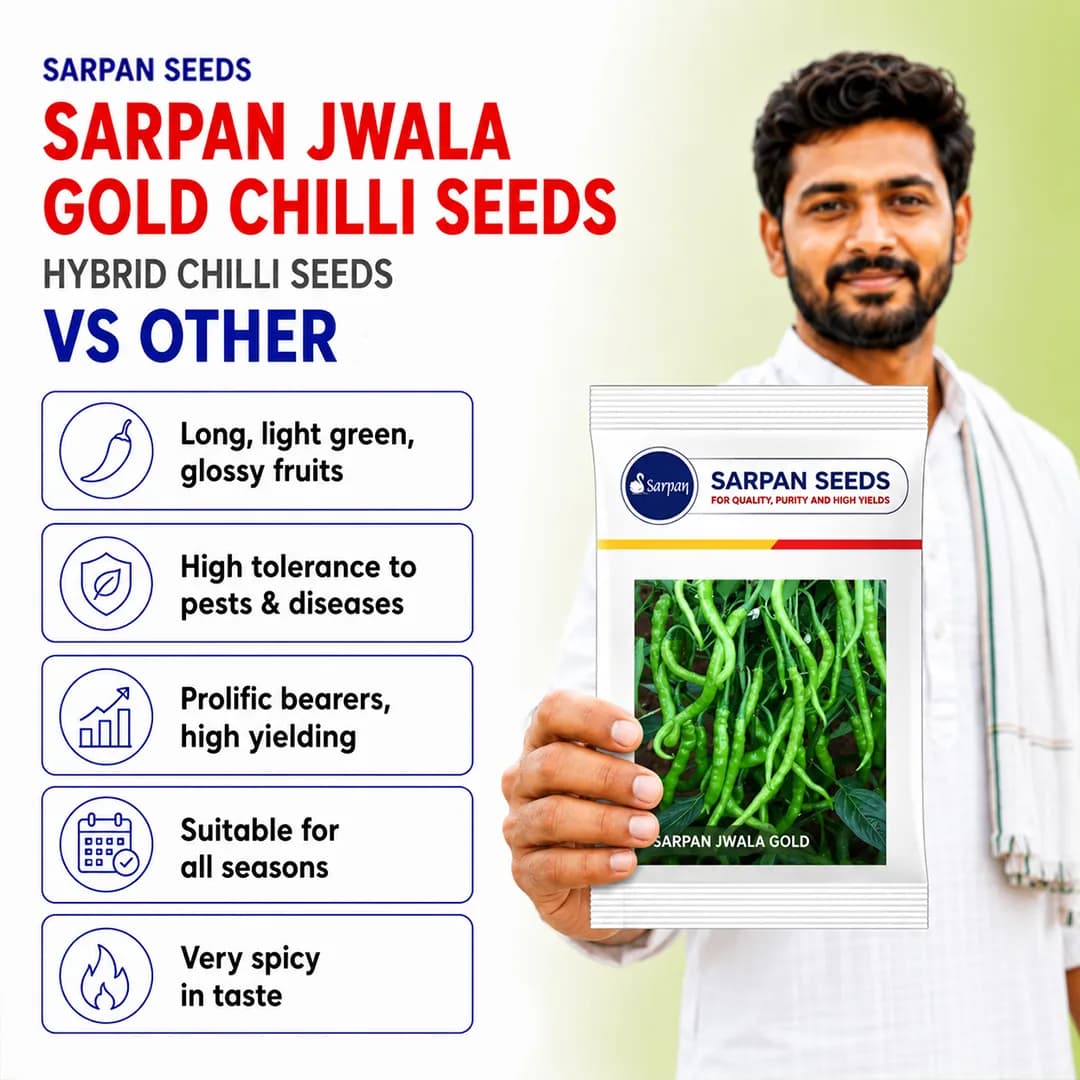 सरपन ज्वाला गोल्ड मिर्च के बीज, मिर्ची के बीज, सर्वोत्तम अंकुरण के साथ पूरे भारत क्षेत्र के लिए सर्वश्रेष्ठ - Image 3