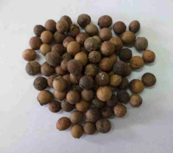 Sri Sai Forestry Safed Chandan Plant Tree Seeds, White Sandalwood Tree Seeds - Image 9