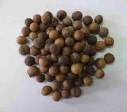 Sri Sai Forestry Safed Chandan Plant Tree Seeds, White Sandalwood Tree Seeds 2