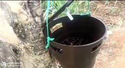 Holotrichia Consanguinea, Holotrichia Serrata Pheromone Trap & Lure, Controlling of White Grub In Sugarcane, Groundnut, Chilli, Guava and Others 7